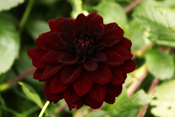 passion4plants:  dahlia ‘arabian night’it’s hard to capture the right colorthe surface is very velvety so it’ll look different from each angleit’s a very intense and dark redone of my favorite dahlias 