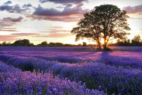 Pretty Meadows