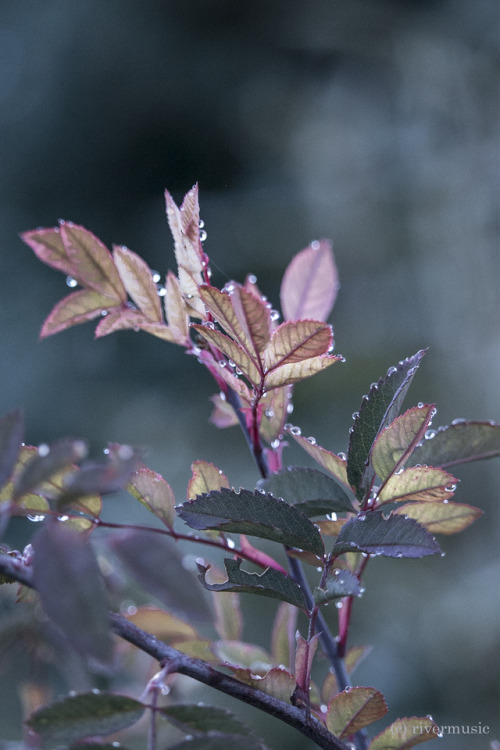 riverwindphotography:Morning Dew on Red-Leafed Rose riverwindphotography, 2018