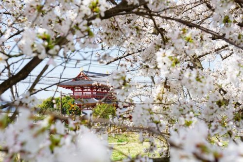 Cherry Blossom Festival <3 <3 <3cr: twitter