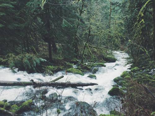 justapplyyourself:Oneonta Trail. Corbett, OR.