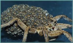 adorablespiders:  a mother wolf spider with SO. MANY. BABIES. image source