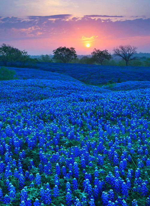 Bluebonnet FIelds
