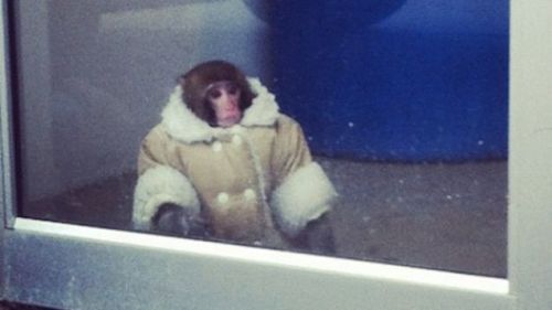 milkyloveclay: jirae: memeiversaries: December 9th is the Feast Day of IKEA Monkey, which was first