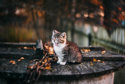 magic-spelldust:Autumn Kitty by  Афиногенова