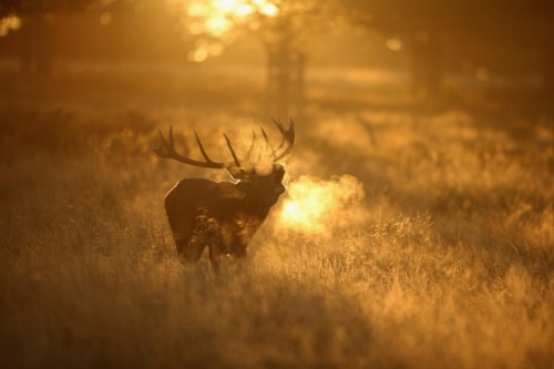 awkwardsituationist:  dan kitwood photographing the autumn rutting season in richmond park. additional photos via the atlantic. dan kitwood was previously featured here 