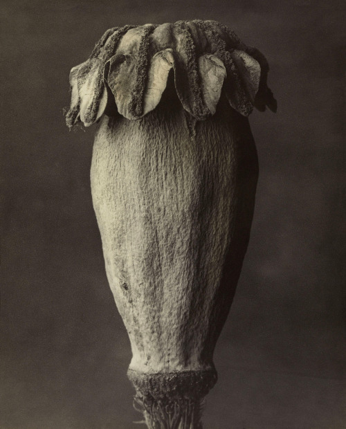 ufansius:Karl Blossfeldt, 1920s (from top):Papaver orientale. Oriental PoppyAdiantum pedatum. Maiden