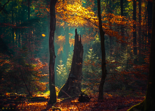 tionnahemcrae: Beauty Abounds by =Oer-Wout