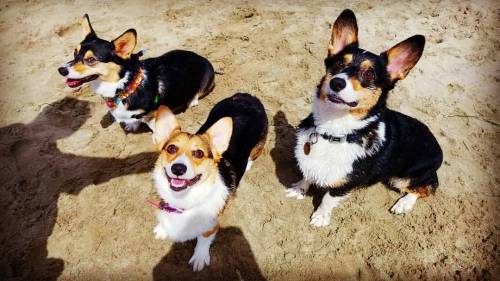 A tricolor trifecta!! ❤️❤️❤️ #omg #yes #loveit #pembroke #welsh #corgi #pwc #instapets #petstagram #