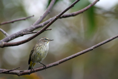 Palm warbler, Wakodahatchee Wetlands - Delray Beach, FL