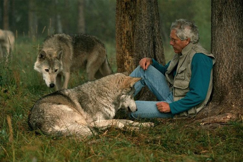 nubbsgalore:  jim and jamie dutcher, determined to show “the hidden life of wolves”, lived for six years with a pack of wolves in the idaho wilderness of yellowstone. a constant but unobtrusive presence, the dutchers earned the unshakable trust of