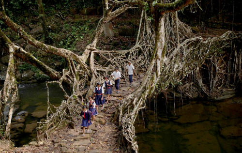 sixpenceee:  Villagers in Meghalaya, India weave the roots of the rubber fig tree to create extraordinary living root bridges to cross rivers. Using the roots of the Ficus elastica tree (rubber fig tree), the residents have woven an elaborate system of