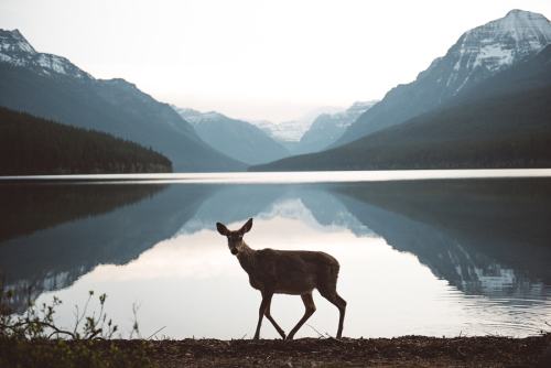 te5seract:Overcast morning in Many Glacier. & Serene mornings in Glacier National Park. byAlex B