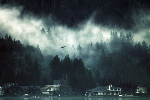 Porn sparth:  fog on Lake Sammamish.2010-2011 photos