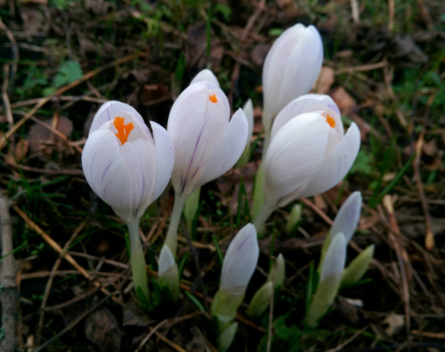 regnum-plantae: Crocus spp., Iridaceae C. flavus, C. vernus, C. vernus albiflorus, C. vernus ‘pickwick’ With some species and varieties of Crocus, I continue with the early-flowering geophytes I observed in this period. These are not from a botanic