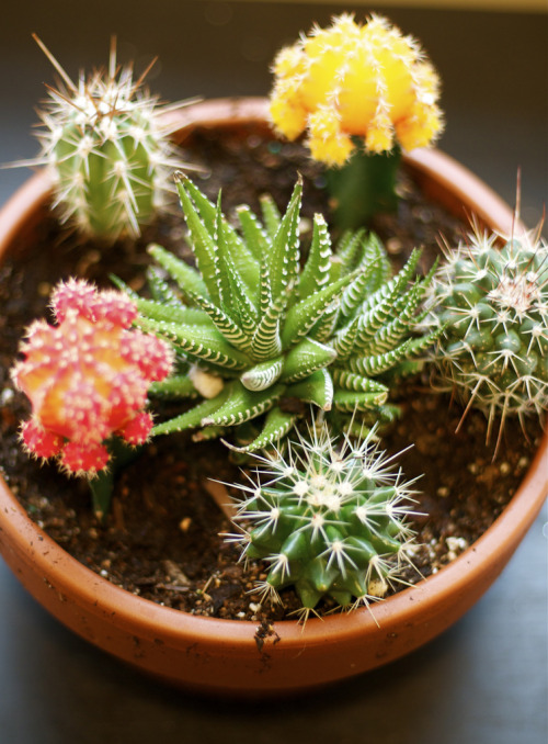 feelmyvibesss:exploringflickr:Cactus Sanctuary! (by Beyana Magoon)♊