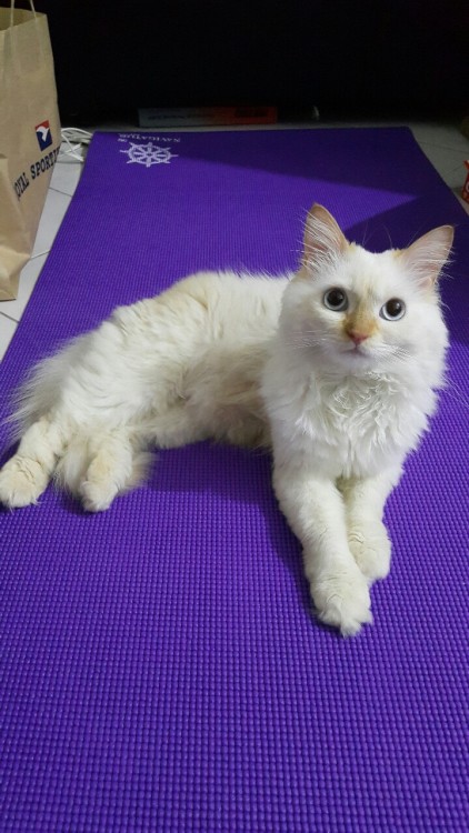 I just recently bought my first yoga mat and guess who’s the first to use it for stretching? Y