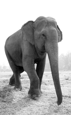 zoo-packys:  Here’s a cool black &amp; white picture of a packy having a stroll through Elephant Nature Park. Today is the perfect day for a stroll, because it’s National Thai Elephant Day!Photo found here.