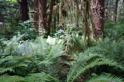 pacificnorthwestdoodles: vampirefinch: tepuitrouble: Hoh rainforest, Washington State. Ah, one day w