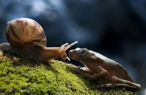 awkwardsituationist:  nordin seruyan photographs a snail in central borneo asking a frog if he wants a ride  
