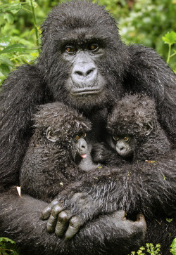 earth-song:  fotojournalismus: From Wildlife Photographer of the Year 2013  This image is in the running for the Gerald Durrell Award for Endangered Species, taken by Diana Rebman.  ‘What made all the physical effort worth it was to see the mother