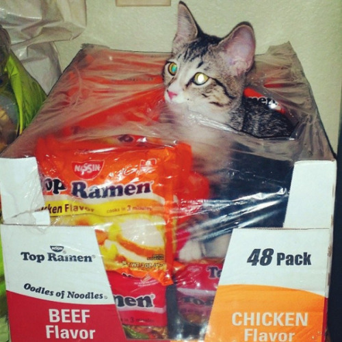 It’s the 105th birthday of Momofuku Ando, the inventor of instant ramen. Kitties of the world salute