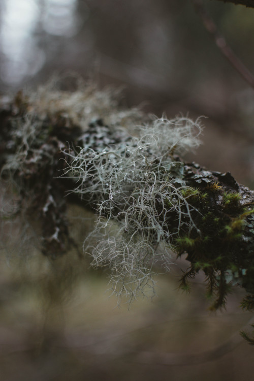 Lichen and moss on a peach tree