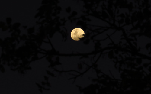 theolfactorist:Cierge de Lune, Aedes de VenutasCool and limpid as moonlit desert air. Velvety and se