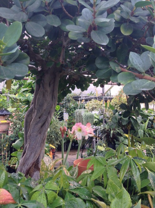 fawnscout:  trees in greenhouses are the coolest