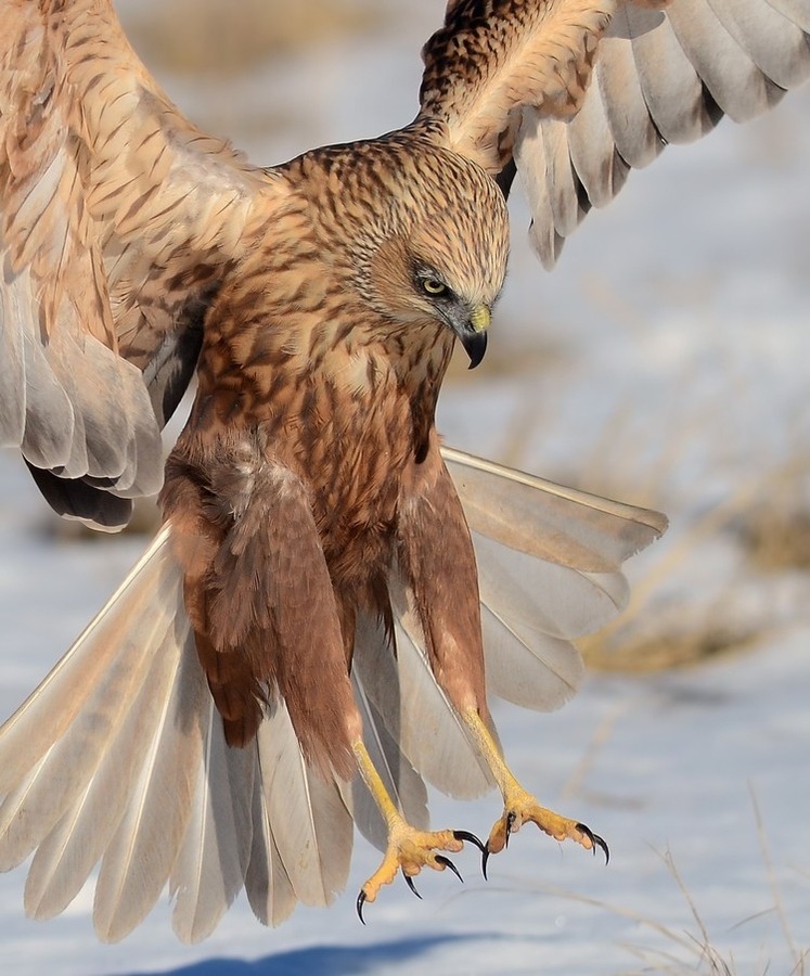 animalkingd0m:  Western marsh-harrier by Murat Çalışkan