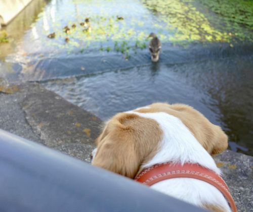 鴨とわたし #るちあ #ビーグル #ビーグル犬 #Lucia #beagle #beagles #dog #dogs #beaglesofinstagram #beaglestagram #be