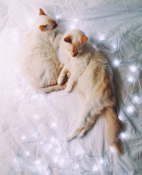thekikofofo:Happy Valentines Day!!!✨❤️✨