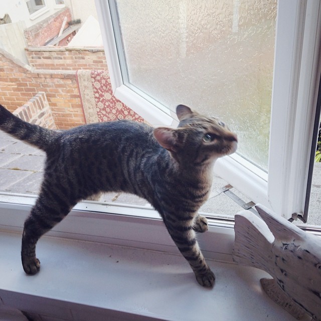 absinthespoon:  #random #cat so #adorbs #xoxo #gossipgirl 😽 (at Pearson Park,