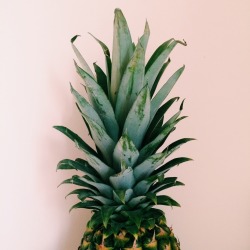 yeahjemma:  🍍 