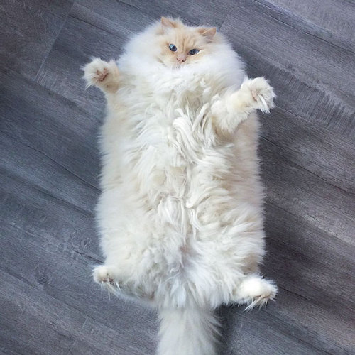 iopele:  tanbeanie:  talkingtoichi: So much flooof!!! Too much floof!! I cant handle that much floof!!!  @adhesivesandscrap @iopele  *buries face in the fluffy tummy immediately*