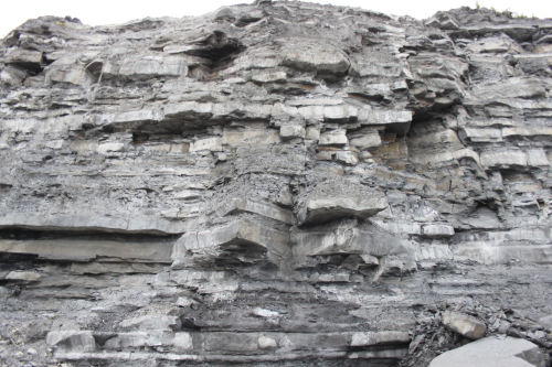 aconitum-napellus: Fossils at Monmouth Beach. Lyme Regis, Dorset. We were all so excited over these!