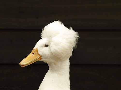 glitteringgoldie:  stop being mean and look at this duck with an afro          