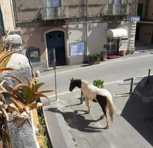 dopo-magari-lo-cambio:taylorswifh:third day of italian quarantine: everything is closed, everyone is at home and so… WILD BOARS ARE IN MY TOWN WITH THEIR BABIES!!!! i’m laughing so hard In my hometown a random horse appears.