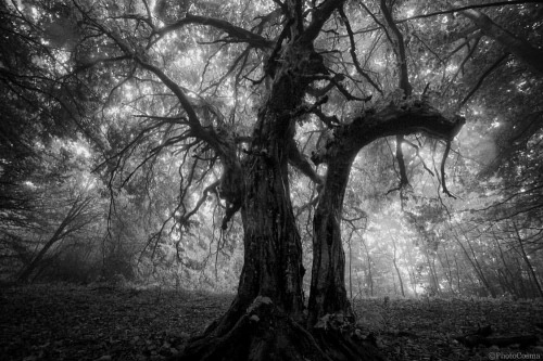The trees are alive #photography #nature #treemagic #forest #mystery #fantasy #dark #art #photocosma