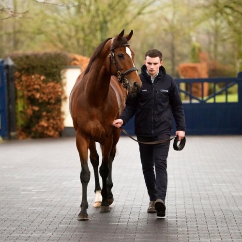kimblewick: ‘The mighty Highland Reel arrived at Coolmore last week following his sign off victory i