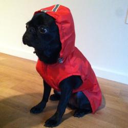 cute-overload:  Another rainy day in Portland…http://cute-overload.tumblr.com
