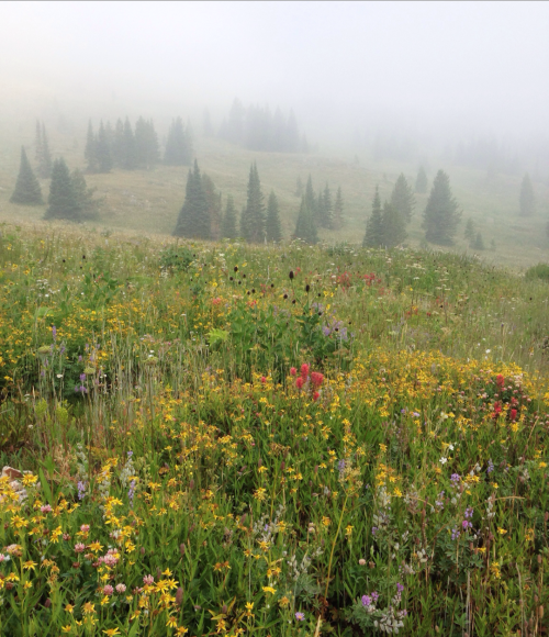 c-two-c: Foggy morning at Heart Lake, Yellowstone NP. B.