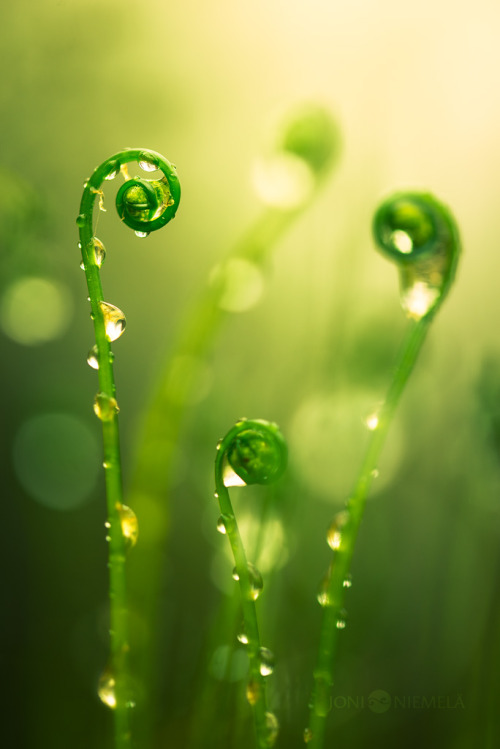 blooms-and-shrooms:Rising Ferns by JoniNiemela