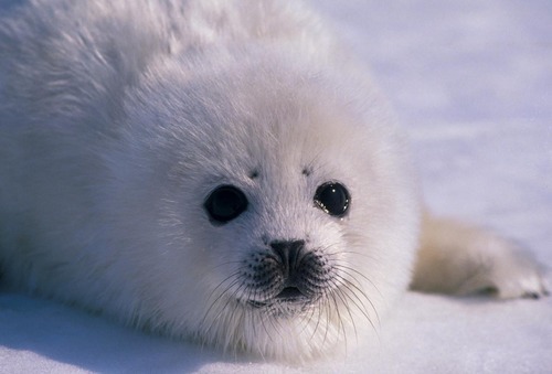 gwendolynstacy:  i don’t think it’s possible for baby harp seals to be more adorable if they tried:  just look at   their little bodies!  and noses!?!?!  and their big eyes!!!  and the way they slide all over   and thIS ONE???  IT’S SMILING