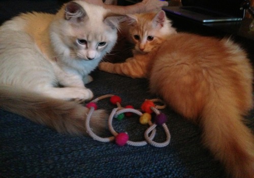 itslikethatthing:  Ball string disco party out with my brothafeomanothamotha ZeroTheCat  I want them both!