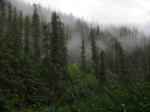 Inland Temperate Rainforest, North Idaho. by Paden Gould