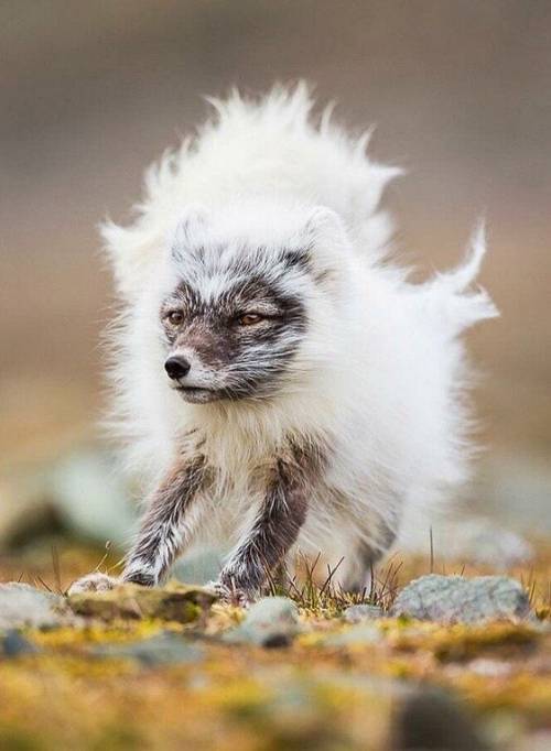 happifying-things:  arctic fox changing from winter to summer coat📷 by made_in_GEORGIA