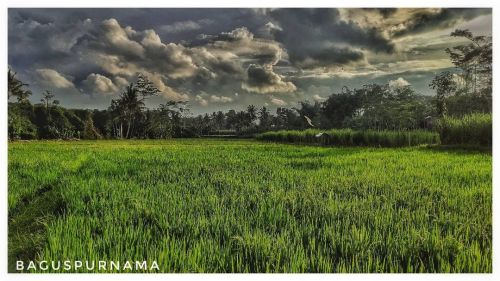 #pemandangan #photography #sawah #sunset #moment 
https://www.instagram.com/p/CXC2YR1Basj/?utm_medium=tumblr #pemandangan#photography#sawah#sunset#moment