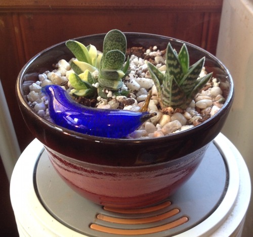 Variegated succulents and their glass slug friend. (from cmog, now that I think of it)