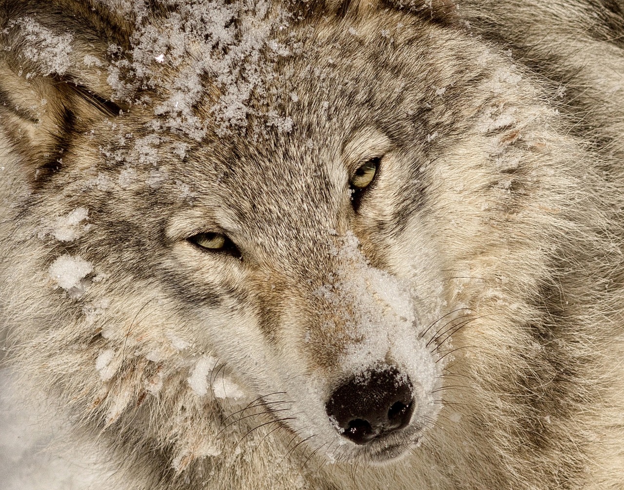 beautiful-wildlife:  Loup gris by Lucie Gagnon 